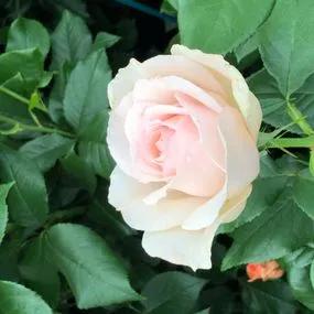 Chandos Beauty Hybrid Tea Rose (Chandos Beauty Hybrid Tea Rose) 2